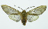  (Pseudohemihyalea anapheoides - INB0003545185)  @15 [ ] Copyright (2010) A. Solis Instituto Nacional de Biodiversidad