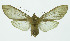  (Pseudohemihyalea espinozaACE8749b - INB0003554659)  @14 [ ] CreativeCommons - Attribution Non-Commercial No Derivatives (2011) Alex Smith University of Guelph