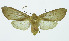 (Pseudohemihyalea espinoza6563 - INB0003708303)  @14 [ ] Copyright (2010) A. Solis Instituto Nacional de Biodiversidad