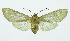  (Pseudohemihyalea Espinoza14 - INB0003709784)  @11 [ ] Copyright (2010) A. Solis Instituto Nacional de Biodiversidad