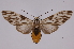  ( - INB0003766483)  @11 [ ] Copyright (2012) B. Espinoza Instituto Nacional de Biodiversidad