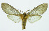  (Pseudohemihyalea celsicola - INB0003769584)  @14 [ ] Copyright (2010) A. Solis Instituto Nacional de Biodiversidad