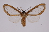  ( - INB0003837072)  @12 [ ] Copyright (2012) B. Espinoza Instituto Nacional de Biodiversidad