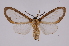  ( - INB0003837072)  @12 [ ] Copyright (2012) B. Espinoza Instituto Nacional de Biodiversidad