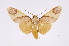  (Trichromia metapyria - INB0003871556)  @14 [ ] Copyright (2012) B. Espinoza Instituto Nacional de Biodiversidad