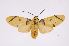  ( - INB0003873290)  @14 [ ] Copyright (2012) B. Espinoza Instituto Nacional de Biodiversidad