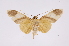  ( - INB0003880483)  @12 [ ] Copyright (2012) B. Espinoza Instituto Nacional de Biodiversidad