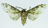  (Symphlebia muscosaBE02 - INB0003935670)  @14 [ ] CreativeCommons - Attribution Non-Commercial No Derivatives (2011) Alex Smith University of Guelph
