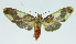  (Trichromia parnelli - INB0003943185)  @14 [ ] CreativeCommons - Attribution Non-Commercial No Derivatives (2011) Alex Smith University of Guelph