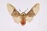  ( - INB0003943239)  @14 [ ] Copyright (2012) B. Espinoza Instituto Nacional de Biodiversidad