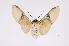  ( - INB0003943239)  @14 [ ] Copyright (2012) B. Espinoza Instituto Nacional de Biodiversidad