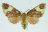  (Neonerita intortaBE02DHJ02 - INB0003976778)  @13 [ ] CreativeCommons - Attribution Non-Commercial No Derivatives (2011) Alex Smith University of Guelph