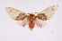  ( - INB0003976913)  @13 [ ] Copyright (2012) B. Espinoza Instituto Nacional de Biodiversidad