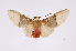  ( - INB0003976949)  @14 [ ] Copyright (2012) B. Espinoza Instituto Nacional de Biodiversidad