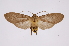  (Pelochyta affinis - INB0003977056)  @14 [ ] Copyright (2012) B. Espinoza Instituto Nacional de Biodiversidad