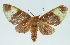  (Neonerita intortaBE03 - INB0004038452)  @13 [ ] CreativeCommons - Attribution Non-Commercial No Derivatives (2011) Alex Smith University of Guelph