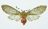  (Pseudohemihyalea incerta - INB0004067307)  @13 [ ] Copyright (2010) A. Solis Instituto Nacional de Biodiversidad