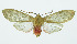  (Pseudohemihyalea incerta - INB0004067308)  @13 [ ] Copyright (2010) A. Solis Instituto Nacional de Biodiversidad