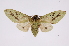  ( - INB0004067954)  @12 [ ] Copyright (2012) B. Espinoza Instituto Nacional de Biodiversidad