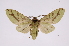  ( - INB0004067988)  @13 [ ] Copyright (2012) B. Espinoza Instituto Nacional de Biodiversidad