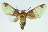  (Neonerita arcifera - INB0004072439)  @11 [ ] CreativeCommons - Attribution Non-Commercial No Derivatives (2011) Alex Smith University of Guelph