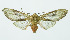  (Pseudohemihyalea espinozaACE7168 - INB0004072459)  @13 [ ] Copyright (2010) A. Solis Instituto Nacional de Biodiversidad