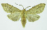 (Leucanopsis perdita - INB0004078852)  @14 [ ] CreativeCommons - Attribution Non-Commercial No Derivatives (2011) Alex Smith University of Guelph