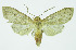  (Leucanopsis Espinoza13 - INB0004104067)  @13 [ ] CreativeCommons - Attribution Non-Commercial No Derivatives (2011) Alex Smith University of Guelph
