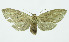  (Leucanopsis Espinoza11 - INB0004107283)  @13 [ ] CreativeCommons - Attribution Non-Commercial No Derivatives (2011) Alex Smith University of Guelph