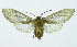  (Pseudohemihyalea carteronae - INB0004121602)  @14 [ ] Copyright (2010) A. Solis Instituto Nacional de Biodiversidad