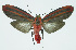  (Cissura - INB0004137585)  @15 [ ] CreativeCommons - Attribution Non-Commercial No Derivatives (2011) Alex Smith University of Guelph