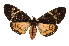  ( - INB0004157644)  @14 [ ] Copyright (2012) B. Espinoza Instituto Nacional de Biodiversidad