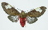  (Bertholdia philoptera - INB0004160620)  @15 [ ] CreativeCommons - Attribution Non-Commercial No Derivatives (2011) Alex Smith University of Guelph