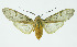  (Halysidota fuliginosa - INB0004160706)  @15 [ ] CreativeCommons - Attribution Non-Commercial No Derivatives (2011) Alex Smith University of Guelph