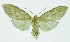  (Leucanopsis flavorufa - INB0004164713)  @14 [ ] CreativeCommons - Attribution Non-Commercial No Derivatives (2011) Alex Smith University of Guelph