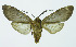  (Pseudohemihyalea espinoza6563 - INB0004169551)  @14 [ ] Copyright (2010) A. Solis Instituto Nacional de Biodiversidad