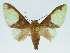  (Neonerita intortaBE01 - INB0004174744)  @14 [ ] CreativeCommons - Attribution Non-Commercial No Derivatives (2011) Alex Smith University of Guelph