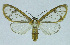  (Hyalurga sixolaBE01 - INB0004174907)  @14 [ ] CreativeCommons - Attribution Non-Commercial No Derivatives (2011) Alex Smith University of Guelph