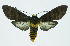  (Pachydota Espinoza01 - INB0004182753)  @14 [ ] CreativeCommons - Attribution Non-Commercial No Derivatives (2011) Alex Smith University of Guelph