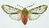  (Pseudohemihyalea espinozaABY9848 - INB0004184805)  @14 [ ] CreativeCommons - Attribution Non-Commercial No Derivatives (2011) Alex Smith University of Guelph