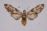  ( - INB0004186223)  @13 [ ] Copyright (2012) B. Espinoza Instituto Nacional de Biodiversidad