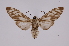  ( - INB0004186223)  @12 [ ] Copyright (2012) B. Espinoza Instituto Nacional de Biodiversidad
