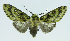  (Symphlebia muscosaBE01 - INB0004204389)  @13 [ ] CreativeCommons - Attribution Non-Commercial No Derivatives (2011) Alex Smith University of Guelph