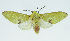  (Symphlebia suanoides - INB0004208210)  @14 [ ] CreativeCommons - Attribution Non-Commercial No Derivatives (2011) Alex Smith University of Guelph