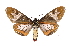  ( - INB0004208536)  @14 [ ] Copyright (2012) B. Espinoza Instituto Nacional de Biodiversidad