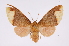  ( - INB0004209290)  @13 [ ] Copyright (2012) B. Espinoza Instituto Nacional de Biodiversidad