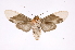  ( - INB0004222502)  @13 [ ] Copyright (2012) B. Espinoza Instituto Nacional de Biodiversidad