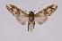  ( - INB0004222805)  @13 [ ] Copyright (2012) B. Espinoza Instituto Nacional de Biodiversidad