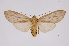  (Pelochyta Espinoza01 - INB0004238936)  @14 [ ] Copyright (2012) B. Espinoza Instituto Nacional de Biodiversidad