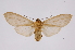  ( - INB0004238936)  @12 [ ] Copyright (2012) B. Espinoza Instituto Nacional de Biodiversidad